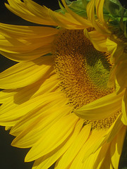 sunflower-2190265388_29e39ec6da_m1.jpg