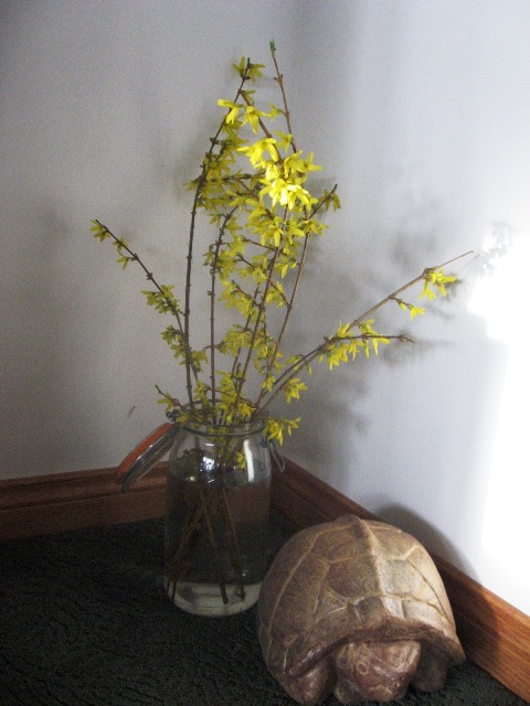 resized-forsythia.jpg