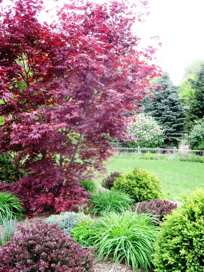 may-08-jap-maple-resized.jpg