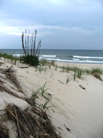 shore-plant-resized-30.jpg