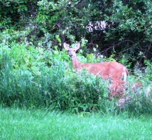 deer-cropped-and-resized.jpg