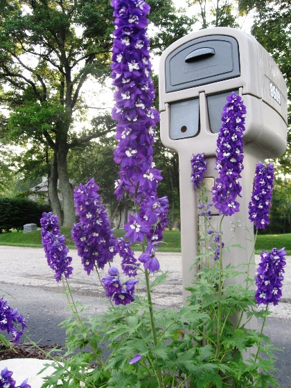delphiniums-resized-35-percent-o8.jpg