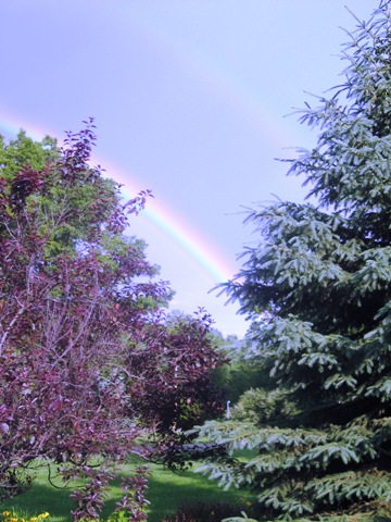 rainbow-and-trees-resized-vertical-june-08.jpg