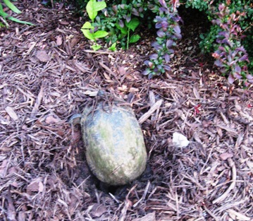 turtle-cropped-june-08-and-resized.jpg