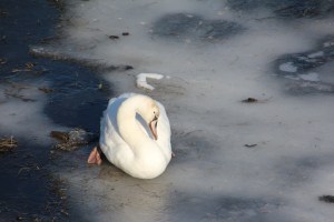 Imported Photos 00042