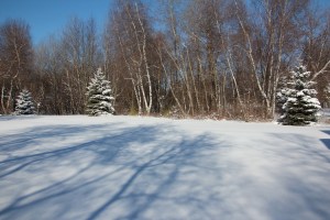 Backyard snow.