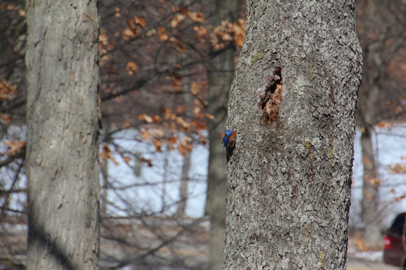 You'll have to click on this photo to see anything at all interesting.