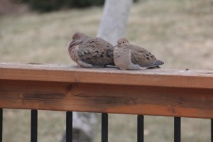 Imported Photos 00291