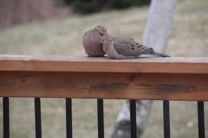 Imported Photos 00293