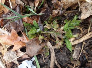 Poppies poke nervously toward summer.