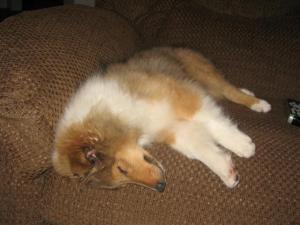 Mr. Squeaky wore her out.