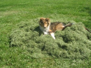 Finding fun anywhere