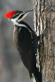 woodpecker