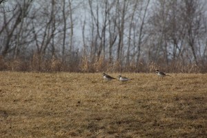 Three killdeer