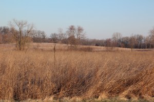 Katie's park is brown right now.
