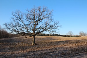 Brown cornfield with brown oak tree.