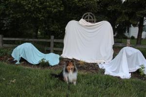 We put the plants to bed last night!