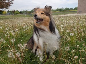 A Sheltie is never late.