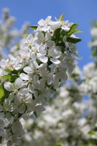 Apple blossoms snow flakes waiting to fall.