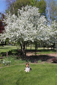 Katie and a crab tree