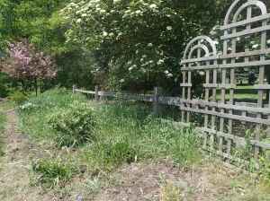 Grass overruns the garden