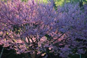 Last light on the redbud.