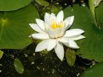 Water lily at the park.