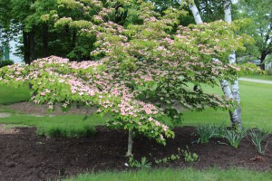 Prettiest this tree has ever been.