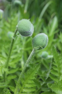 Getting ready to burst!