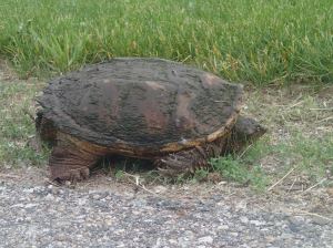 She was hissing at me.