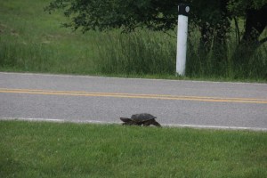 Mama turtle on a walk.