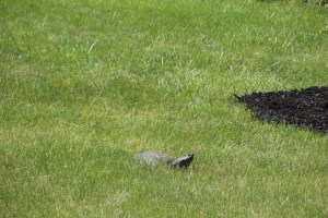 Might be same mama.  Might not.