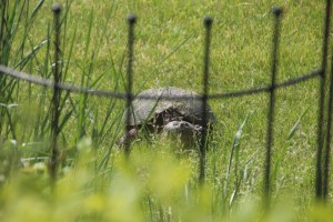 Didn't want to weed today anyway.