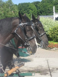 Working like horses.