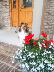 Come see my flowers!