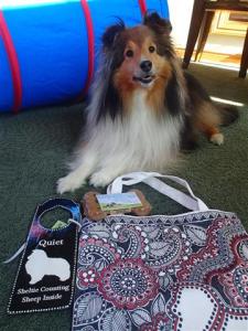 Two pretty shelties.
