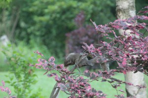 Imported Photos 00705