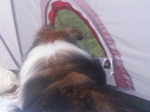 Sheltie sized window. Perfect.