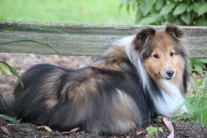 Don't bother me Mama, I'm busy watching the neighbors.