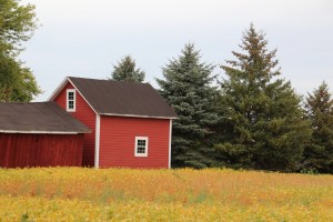 Red barn...yellow field.