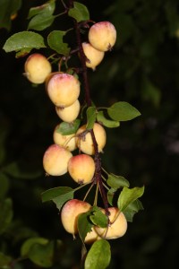Crab apples