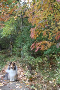 Staying on the trail