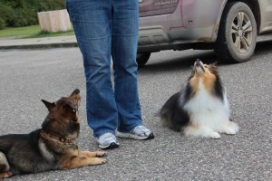 Peep and me working on some obedience.