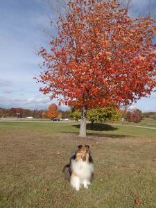 Another red tree.  Boring.