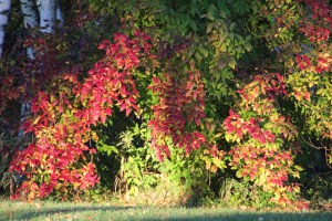 Imported Photos 01251