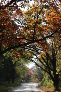Walking along a country road.