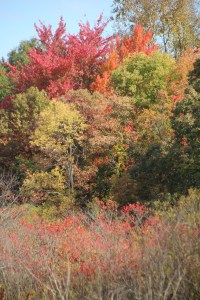 Swamp holly and maples