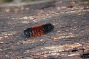 Heading toward winter.