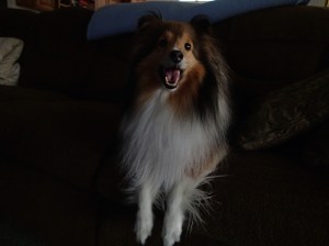 My sofa too!  I'm a happy girl.