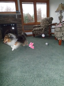 My house...my toys...all mine!